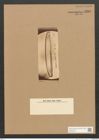 Diatomeae indet. Zeichnungen Sammlung Grunow Nr. 3283 (NHMW-BOT-W0370766)